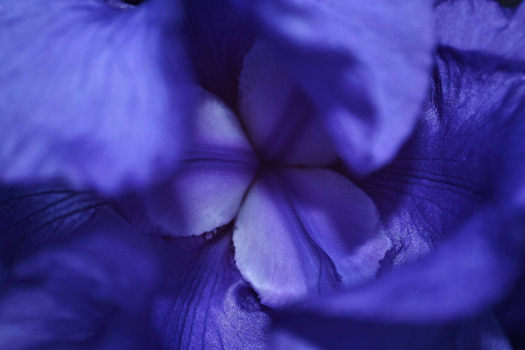 Le pouvoir des plantes au coeur de nos formules