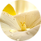 Image jod