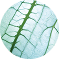 Image jod