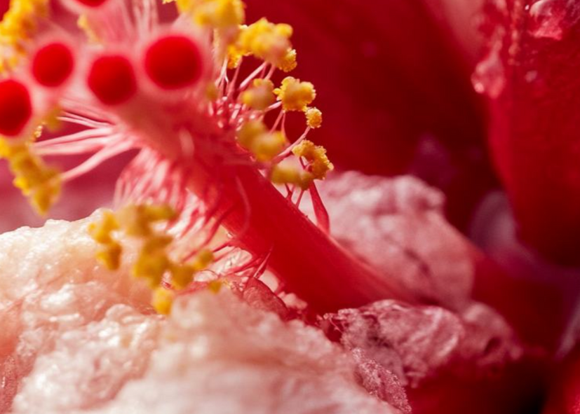 Complexe végétal Hibiscus & Renouée du Japon : actif naturel anti-âge et éclat du teint